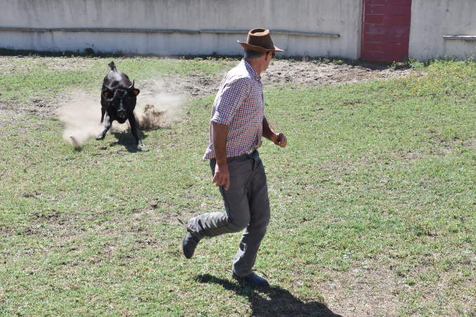 Ein Stier in einer Arena in der Camargue verfolgt seiner Züchter.