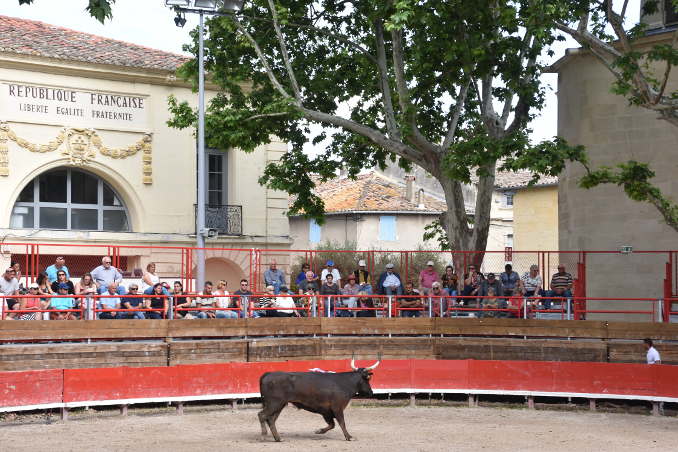 Stierkampf heißt in Marssillargues Courses Camarguaise 