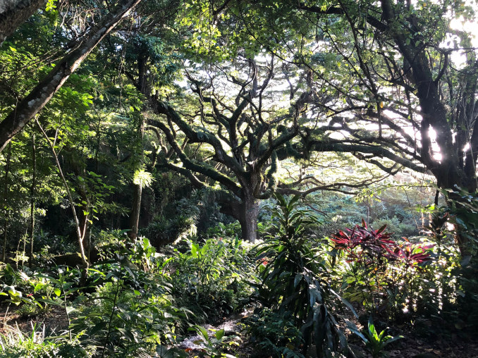 vielfältige tropische Vegetation im Umterholz des Habitation Céron, Martinique