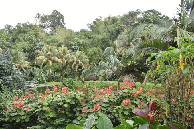 reiche tropische Vegetation auf dem Gelände der Rumdestillerie JM auf Martinique