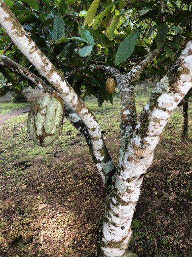 Kakaobaum mit Kakao
Habitation Céron Martinique