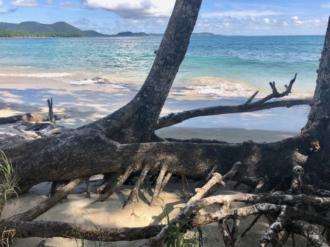 baum im Sand wurzelnd martinique 