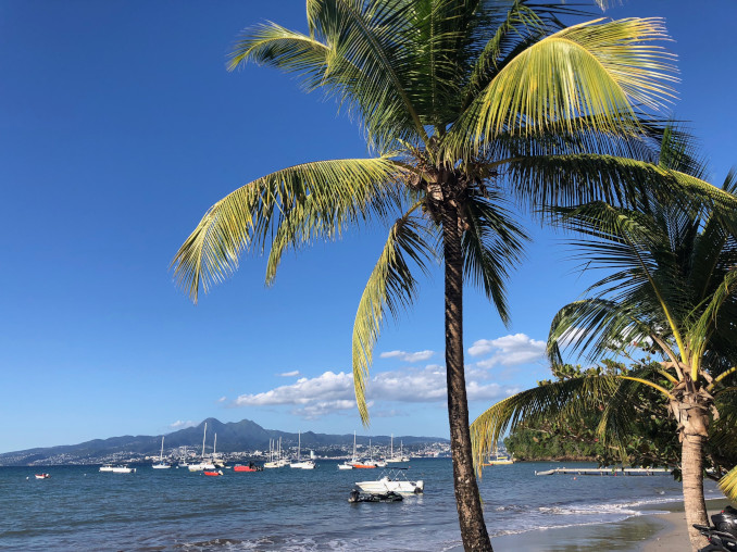 palme und strand vor bucht mit blick nach fort de france