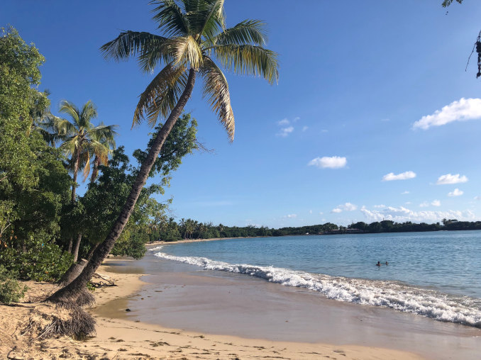 strand plage grande anse des salines auf Martinique mit Kokospalme