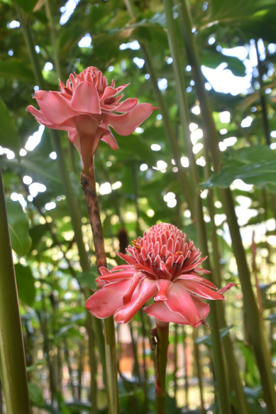 zwei rote blueten einer porzellanreose martinique