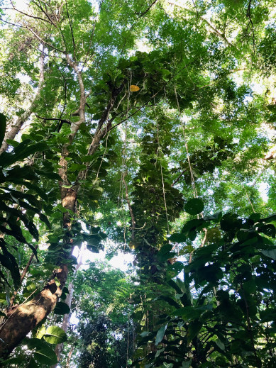 Blick nach oben in die Kronen der Regenwaldbäume, Habitation Céron auf Martinique 