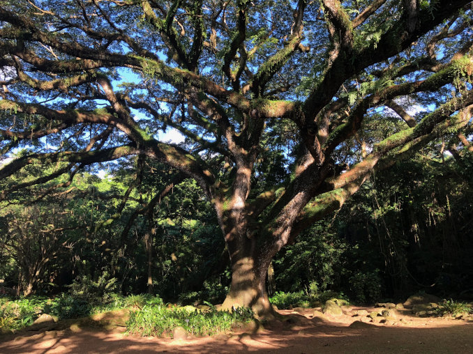 riesiger tropischer Baum zamana in der habitaiton ceron martinique